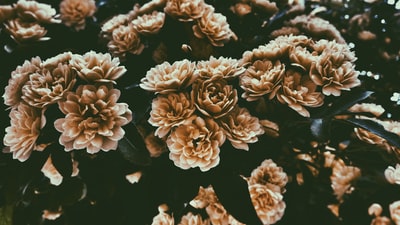 床上棕色的花

